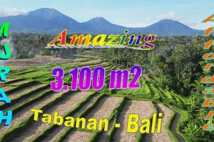 TABANAN BALI LAND FOR SALE TJTB788