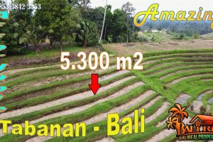 Magnificent Penebel Tabanan BALI 5,300 m2 LAND FOR SALE TJTB767